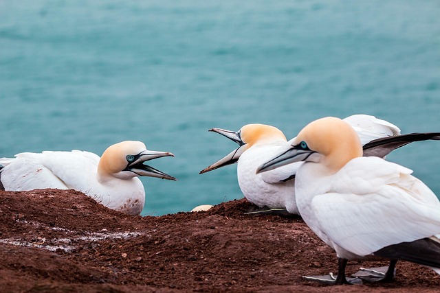 エメラルドグリーンの海を背景に崖の上で向かい合って鳴き合う白い海鳥の群れが自然豊かな海辺を象徴