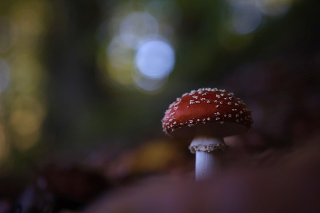 森の落ち葉の間から伸びた赤いベニテングタケが白い斑点をまとい、幻想的なボケ感の背景に映えるマクロ写真