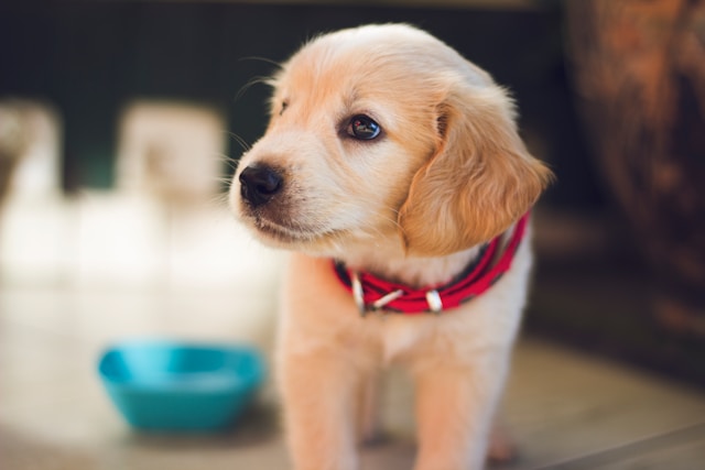 赤い首輪をつけたゴールデンレトリバーの子犬が室内で好奇心いっぱいに見つめる愛らしい姿