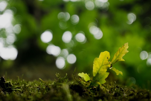 苔むした森林の地面から芽吹いた若い植物の新芽が、ぼかしの効いた緑色の背景と共に生命力を感じさせる